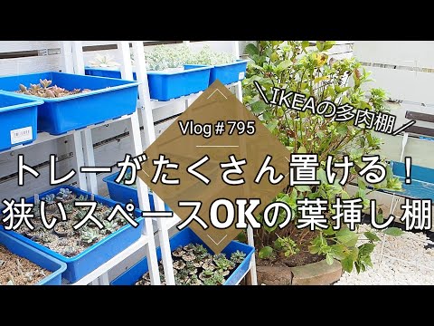 【Vlog795】【多肉植物】育苗トレーがたくさん置ける！狭いスペースOKの葉挿し棚【IKEAの多肉棚活用】