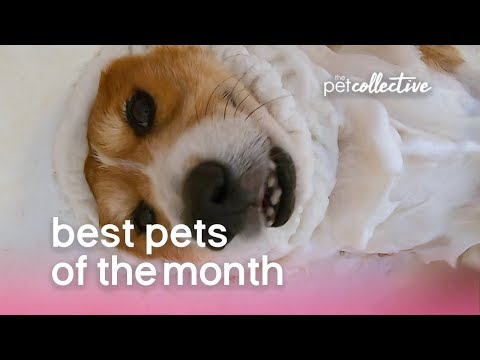Best Pets of the Month: November 2019 | The Pet Collective - UCPIvT-zcQl2H0vabdXJGcpg