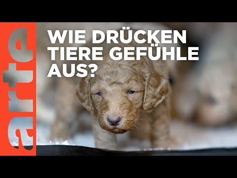 Die Sprache der Tiere - Gefühlssache | Doku HD | ARTE