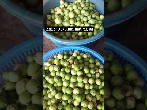 Ổi găng rừng ruột đỏ, ngâm rượu rất thơm và ngọt. #ổirừng