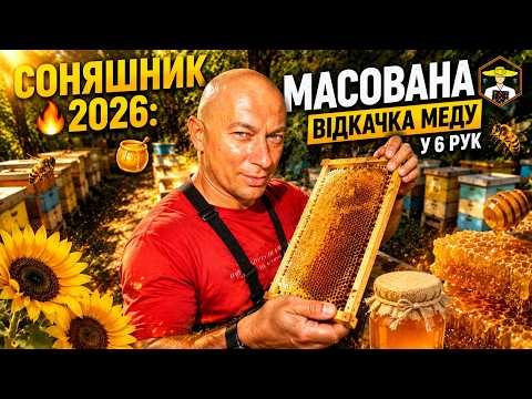 🔥 🍯 Соняшник 2026: Масована відкачка меду у 6 рук