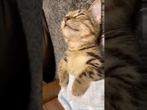 スーパー猫のかわいさと冒険をご覧ください サムネイル