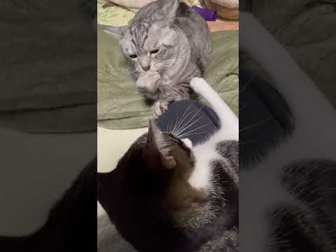 お姉ちゃんチワワが寝てる間婆の膝は僕の物!#保護猫#独り占めしたい猫#犬猫多頭飼い