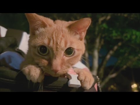ヤモさんがいない夜 The Night Without Mr. Gecko