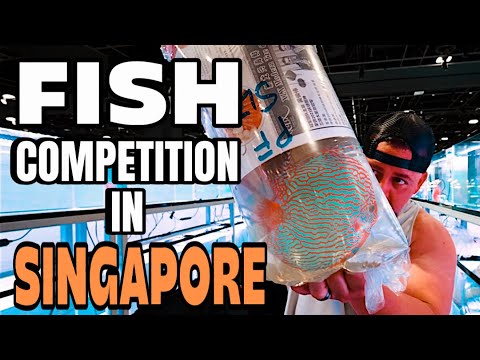 FROM THE U.S.  to SINGAPORE – Chasing a FISH TRO We traveled all the way from the U.S. to Singapore to enter one of the most prestigious fish competi