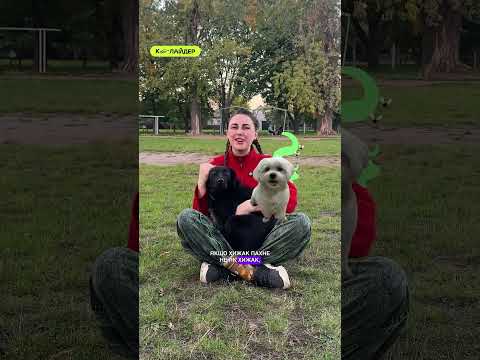 А як звати твого хвостатого друга?🐶 #shorts