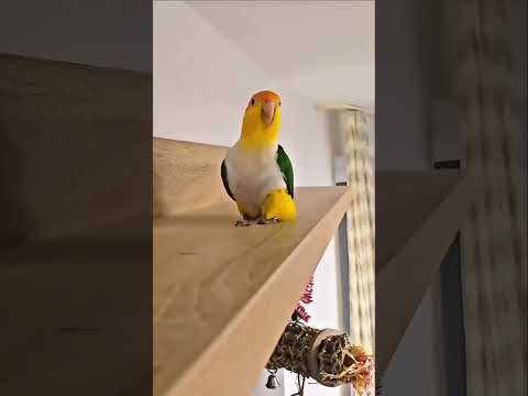 parrot is the lion of animals hahaha#parrot #viral#new