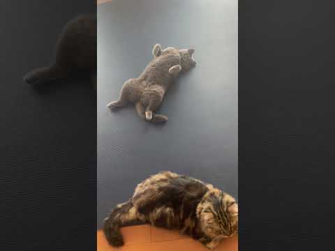 なまけものダンス x くねくねダンス #shorts