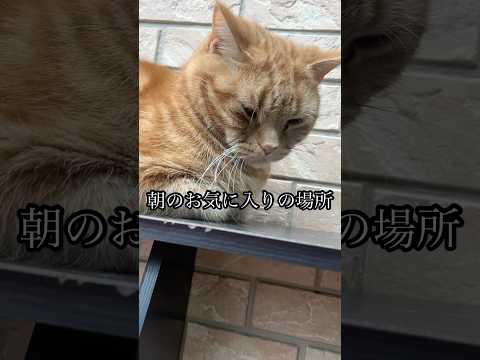 猫の動画サムネイル - 朝のお気に入りの場所 ねこ catアメショ うめ れん たろう