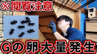 【閲覧注意】我が家にゴキの卵が大量発生してました…【害虫】