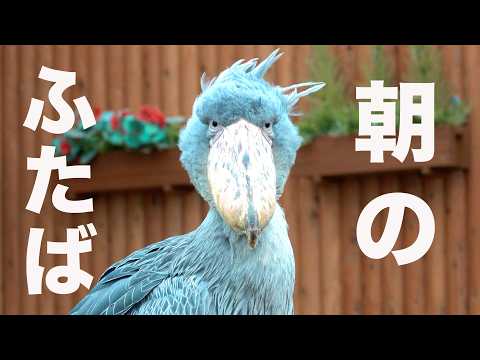 【これは珍しい】朝から固まってるハシビロコウふたばちゃん【春のふたば2026-1】Futaba, Shoebill  Spring Futaba 2026-1　掛川花鳥園のハシビロコウふたば