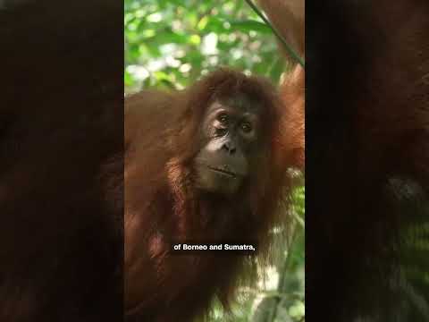 5 Baby Orangutans Found Abandoned: The Brutal Reality of Smuggling