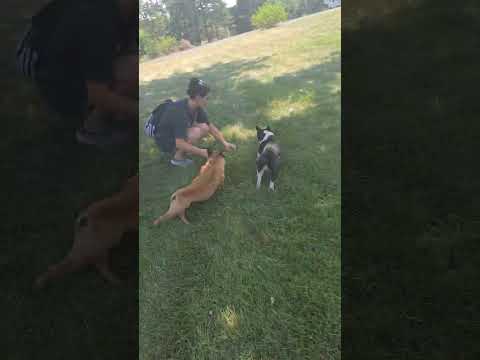 #funny #frenchbulldog #frenchie #shorts #trending #pets #puppy