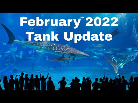 Reef Tank Update 2/13/22 ( Plans, Fish Additions,  This week we talk about our February 2022 reef tank update. What we have changed inside the 180 gall