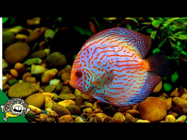 What Size Tank Do You Need for Discus Fish?