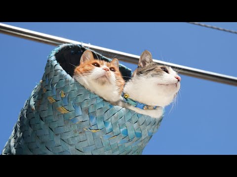 猫の動画サムネイル - つりかご猫ぽんとさばじろう　Cat in a hanging basket　250721
