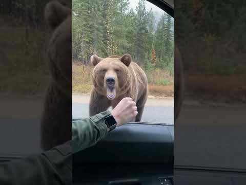 Bear is coming… #wildlife #bear #animals