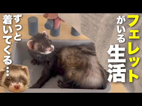 フェレットが懐きすぎるとこうなります。