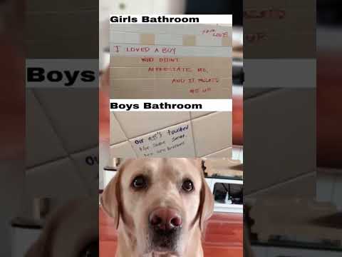 #memes #story #dog #shorts #pets