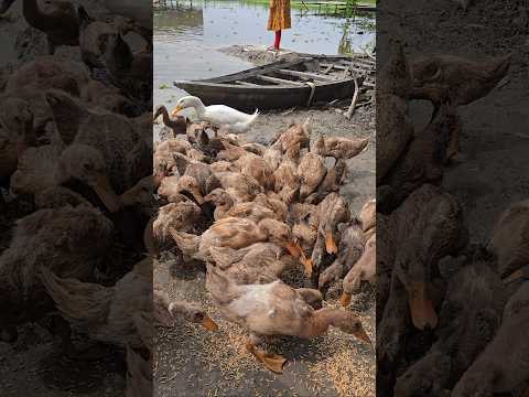 HUGE Flock of Ducks RUSHING for Food! (Satisfying ASMR) #shorts #asmr