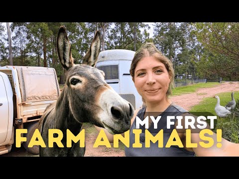 My First Farm Animals... Here's What I Chose! I moved into my first home about 6-months ago, and it came with a goat family - however, I have rece