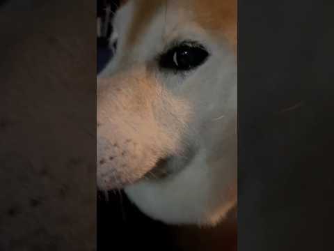 柴犬福と姉の意外なやりとり｜面白柴犬動画で笑おう サムネイル