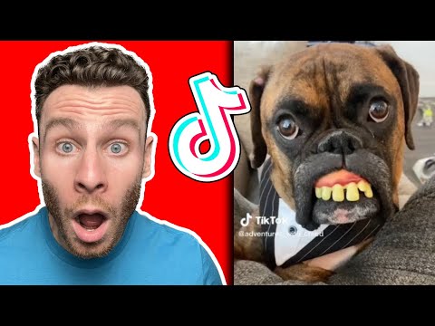 Try not to laugh Boxer dog TikTok challenge (I failed). Dog trainer reacts!