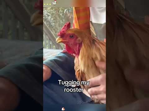 Funny chicken 😂😂#youtube #foryou #fyp #funnyvideos #funny #cute #chicken