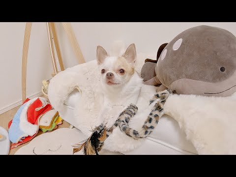 おもちゃ無関心チワワさん、ねこじゃらしにだけ本気出す