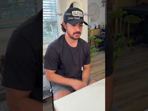 Dogs: politely cough “May I please have a bite?” 🐶 Cats: slap, steal, hiss “It’s mine now.” 🐱🌶️