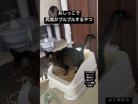 おしっこにゃん#保護猫 #cat #おしっこ