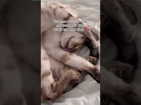 How to know if your cat trusts you #cat #kitten #catnews