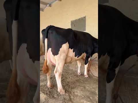 Milky way dairy farm kelwa #uski aankho me phelaa kajal# Short viral#ytshorts#trendingshorts