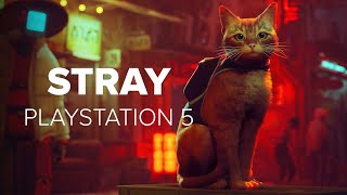 Vido-Test : Stray: Katzenabenteuer fr PS5 und PS4 im Test