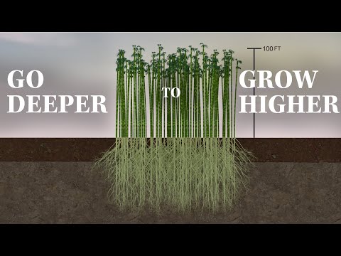 Go Deeper to Grow Higher  Dr. Tony Evans