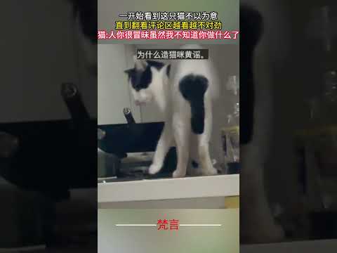 一開始看到這隻貓不以為意 直到翻看留言區越看越不對勁 #貓 #意外 #萬萬沒想到 #搞笑 #cat #amazing #funny #shorts サムネイル