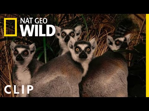 Brightening the Future of Endangered Animals | Nat Geo WILD