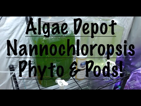 Algae Depot Nannochloropsis Phyto & Copepods Updat Check out the new phyto that I made! Came out way better this time for sure!

https_//www.algaedepot