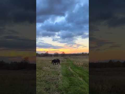 КІНЬ на ВОЛІ ❤️🔥🐎🐎🐎❤️🔥29 жовтня 2025 р.