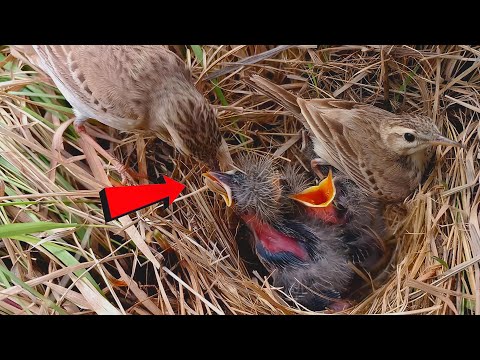Pipit bird is feeding its babies