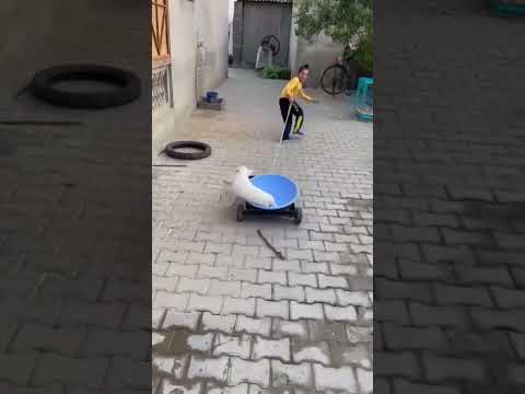 Little French Bulldog gets all excited while playing 🐕🏟️👌 #short #enjoy #foryou