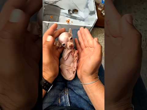 The Tiniest Dog in the World 😍 #shorts #short #trending #viralshorts #facts #reels