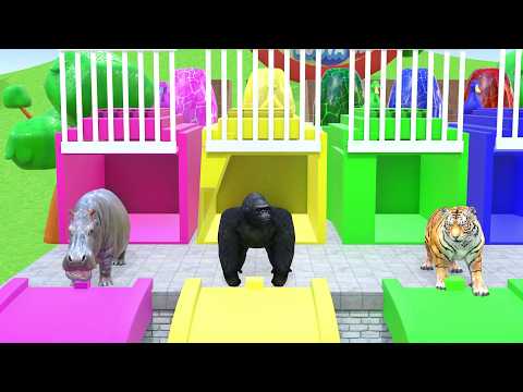 Long Slide Game With Buffalo Gorilla Lion Hippo Zebra | Zoova 3D | Who win?