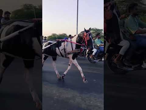घोड़े की वीडियो #horse #shorts #shortvideo #shortsviral #horserace #sansansehorhorse