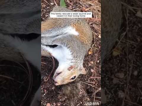 Kind family rescue and adopts cute squirrel and then...#love #kindness #animals #cutepet
