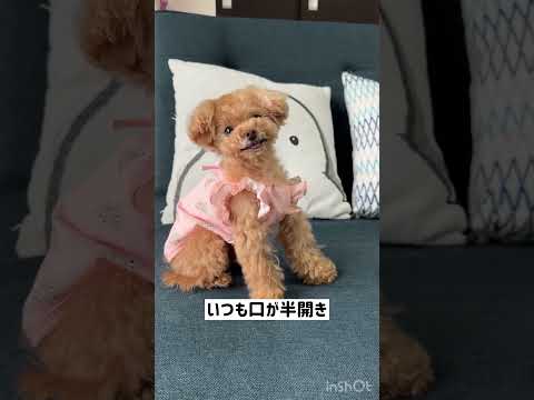 気が付けばアホ面になっちゃう犬がかわいいw【トイプードルのコロン】 #ティーカッププードル #トイプードル #toypoodle #マイクロティーカッププードル #癒し #可愛い