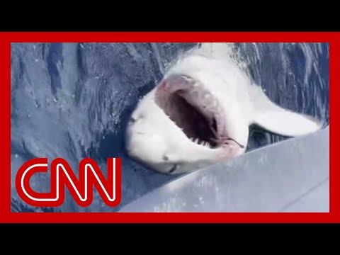 Boy catches great white shark on fishing trip
