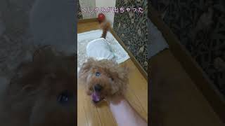 ＜保護犬 トイプードル＞#shorts  #dog #pets