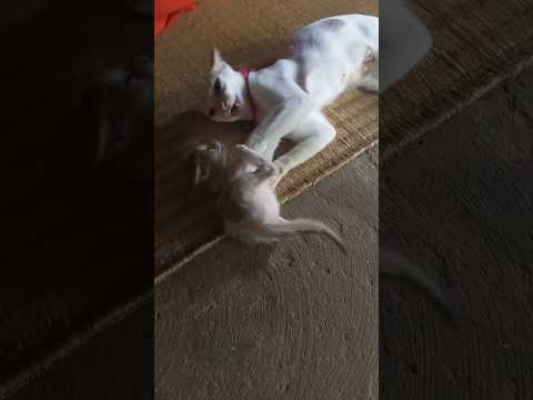 Cat Fighting Funny Moment 😂🤣 #shorts #funny #cat