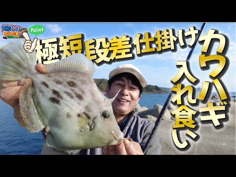 【超穴場】ゴンゴン、ガンガン当たりまくる‼︎ 必殺極短段差仕掛けテクニック公開 入れ食いカワハギ引き釣りのススメ R8.4.25 和歌山県日高町・小浦一文字【大輔のとことん投げ釣り塾】